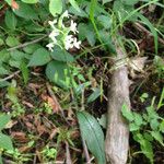 Platanthera clavellata Habitus