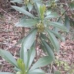 Daphne laureola Folha