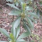 Daphne laureola Blad