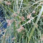 Cyperus longus Liść