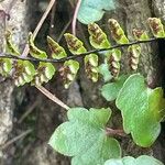 Asplenium trichomanes Φρούτο
