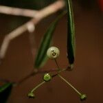 Vaccinium crassistylum Flor