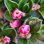 Cotoneaster horizontalis