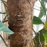 Philodendron erubescens Folha