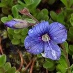 Veronica fruticans Fleur