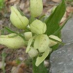 Cephalanthera damasonium Blomma