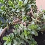 Crassula ovata পাতা