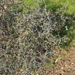 Corokia cotoneaster অভ্যাস