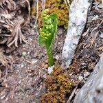 Botrychium lunaria 花