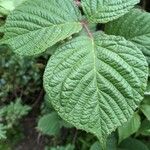 Rubus ferus Folha