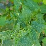 Solanum chenopodioides 叶