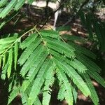 Albizia niopoides 葉