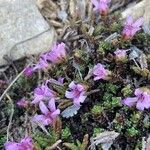 Saxifraga oppositifolia Hábito