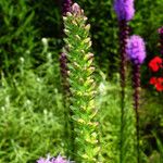 Liatris pycnostachya 花