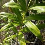 Bactris campestris Blad