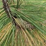 Pinus ponderosa Fruit