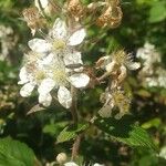 Rubus canescens 花