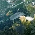 Turbina corymbosa Λουλούδι