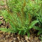 Polystichum acrostichoides Хабит