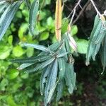 Hippophae rhamnoides Leaf