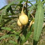 Solanum laciniatumVili