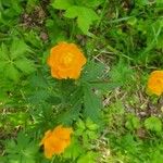 Trollius asiaticus Žiedas