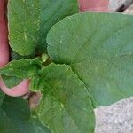 Amaranthus spinosus Blatt