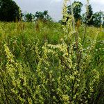Artemisia chamaemelifolia 花