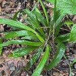 Carex plantaginea Leaf