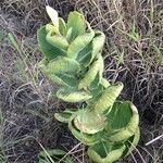 Asclepias latifolia ᱛᱟᱦᱮᱸ