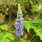 Lupinus polyphyllusŽiedas