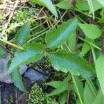 Clematis mauritiana Leaf