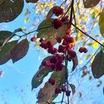 Euonymus atropurpureus Frutto