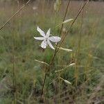 Anthericum ramosumFlower