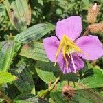 Melastoma malabathricum Flower