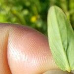 Hypericum australe ഇല