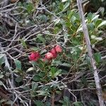 Syzygium ngoyense Плод