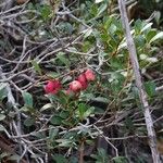 Syzygium ngoyense Frukt