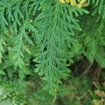 Thuja occidentalis Blatt