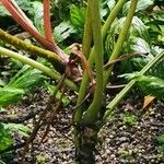 Philodendron callosum ᱪᱷᱟᱹᱞᱤ