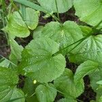 Viola glabella Leaf