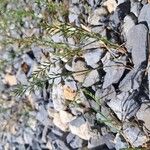 Catapodium rigidum Flor