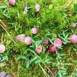 Vaccinium oxycoccos Плод