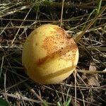 Sclerocarya birrea Gyümölcs