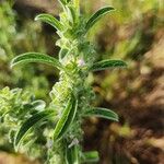 Meiosperma bracteatum Φύλλο