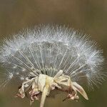 Agoseris heterophylla Fruit