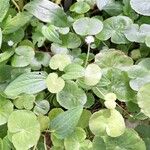 Hydrocotyle leucocephala Leaf