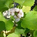 Clerodendrum chinense Blodyn