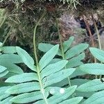 Polypodium interjectum Habit