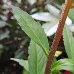 Lobelia cardinalis Leaf